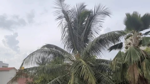 Fierce winds send coconut tree crashing onto house in Ullal - News Karnataka