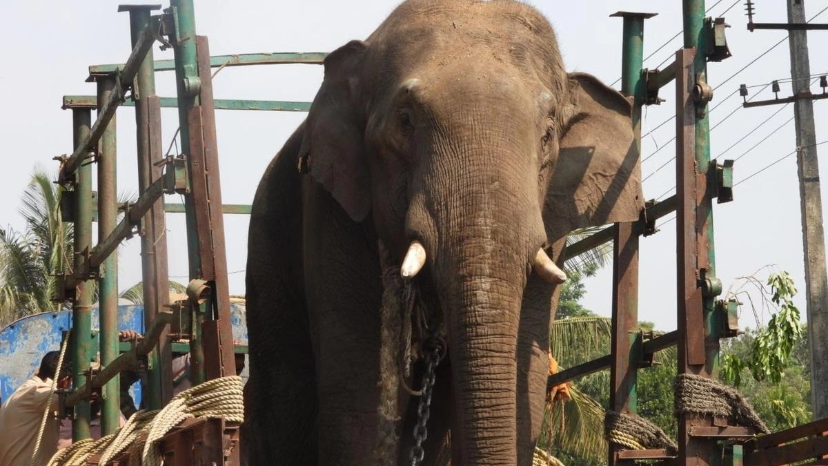 Forest dept captures third elephant in week-long Sakleshpur operation - News Karnataka