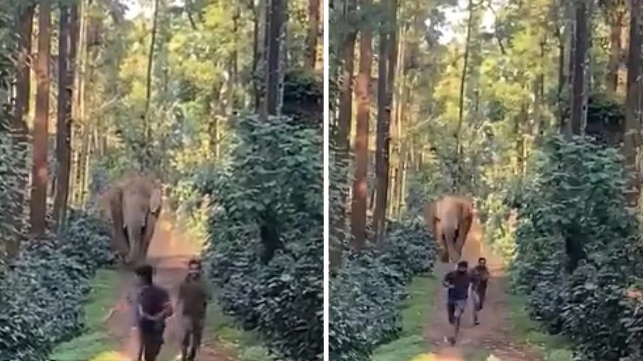 Forest officials flee as furious elephant chases; cameraman stands fearless - News Karnataka