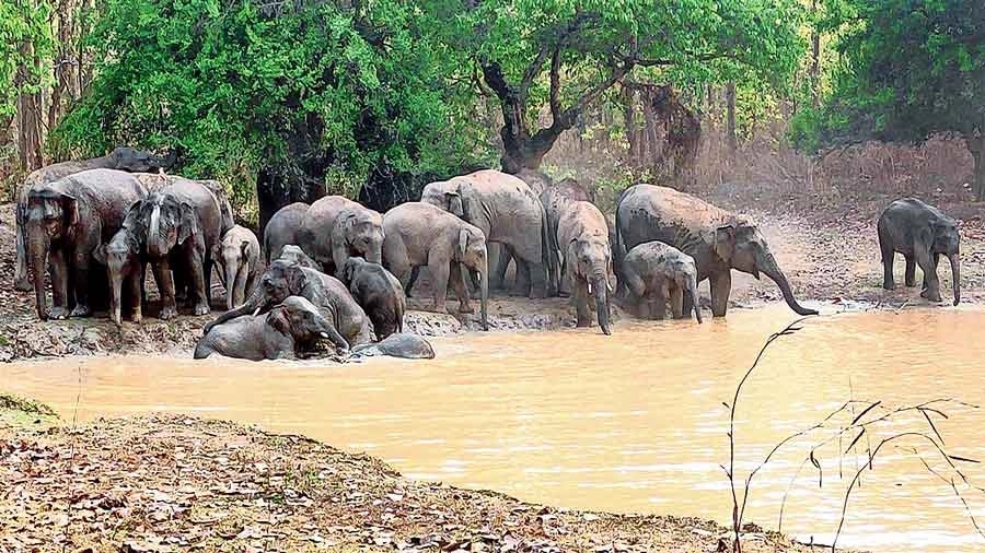 Fury in the forest: Villagers attack forest staff over elephant menace - News Karnataka