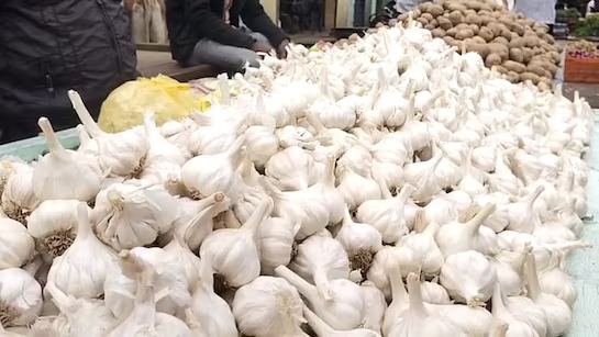 Garlic farmers in Chamarajanagar reel under price crash, struggle to cover costs - News Karnataka