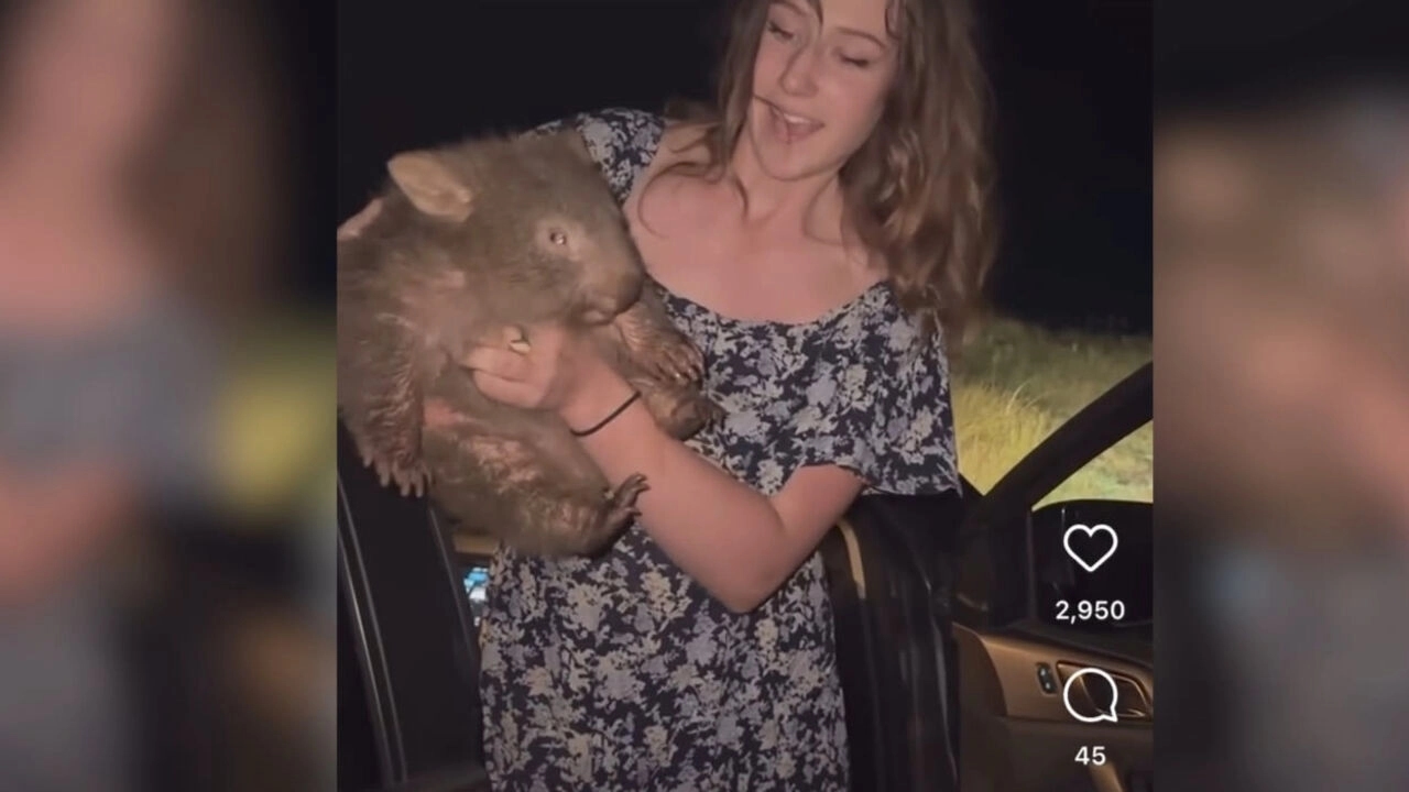 Influencer sparks fury after snatching baby wombat from its mother - News Karnataka