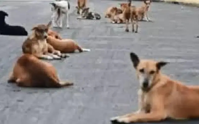 Karnataka Faces Surge in Dog Bite Cases and Rabies Fatalities in 2024 - News Karnataka