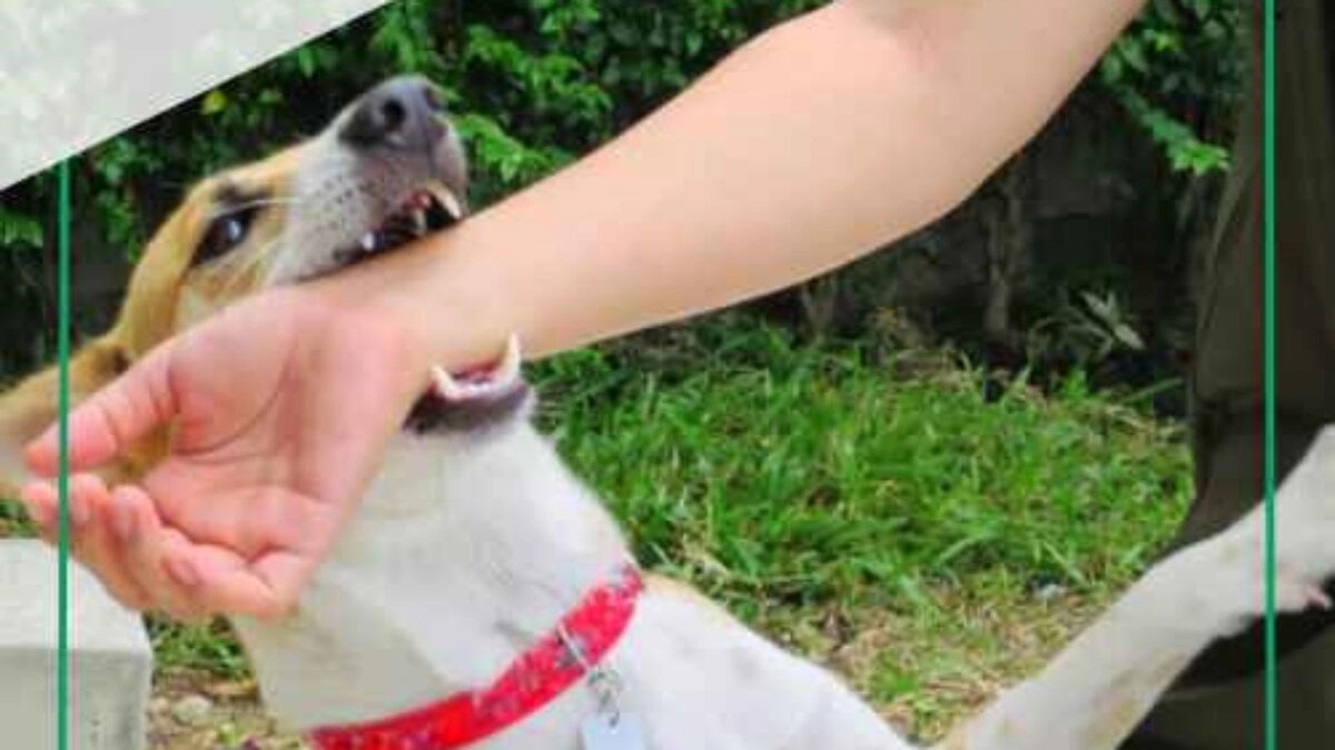 Karnataka sees alarming rise in dogbite cases and rabies deaths - News Karnataka