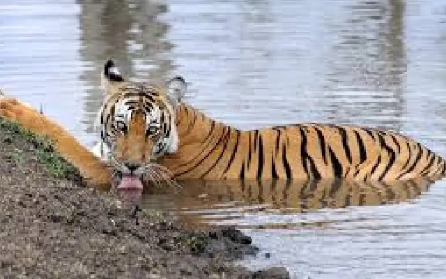 Karnataka’s Tiger Population Sees Slight Decline, Survey Reveals - News Karnataka