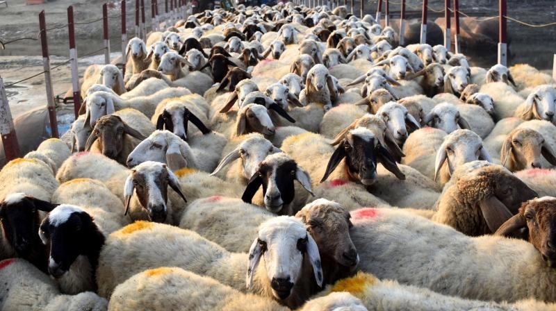 Meat prices set to soar in Bengaluru as festivals drive demand - News Karnataka
