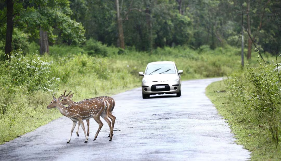 Family mysterious disappears after picnic at Bandipur resort - News Karnataka