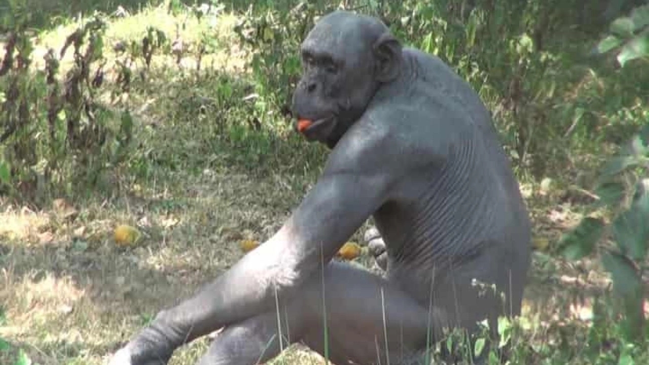 Mysuru Zoo fights the heat: Special care for animals as mercury soars - News Karnataka