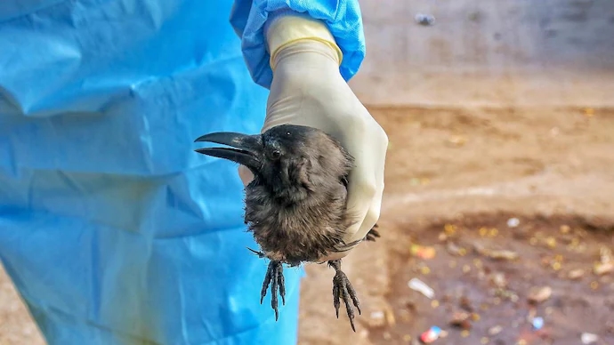 Mysuru steps up bird flu vigilance at Karnataka-Kerala border - News Karnataka
