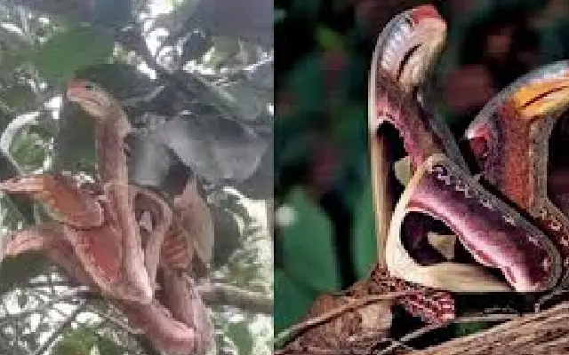 The Attacus Atlas Moth Goes Viral for Its Snake-like Appearance! - News Karnataka