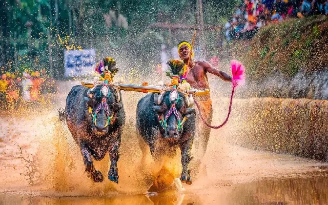 Animal Welfare Groups Oppose Kambala Event at Pilikula Biological Park - News Karnataka