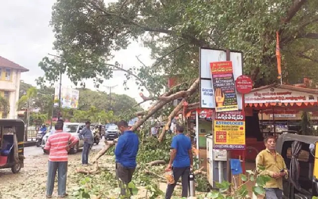 Peepal tree branch crashes down, injuring three people - News Karnataka