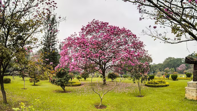 Protest successful as Cubbon park art project stops - News Karnataka