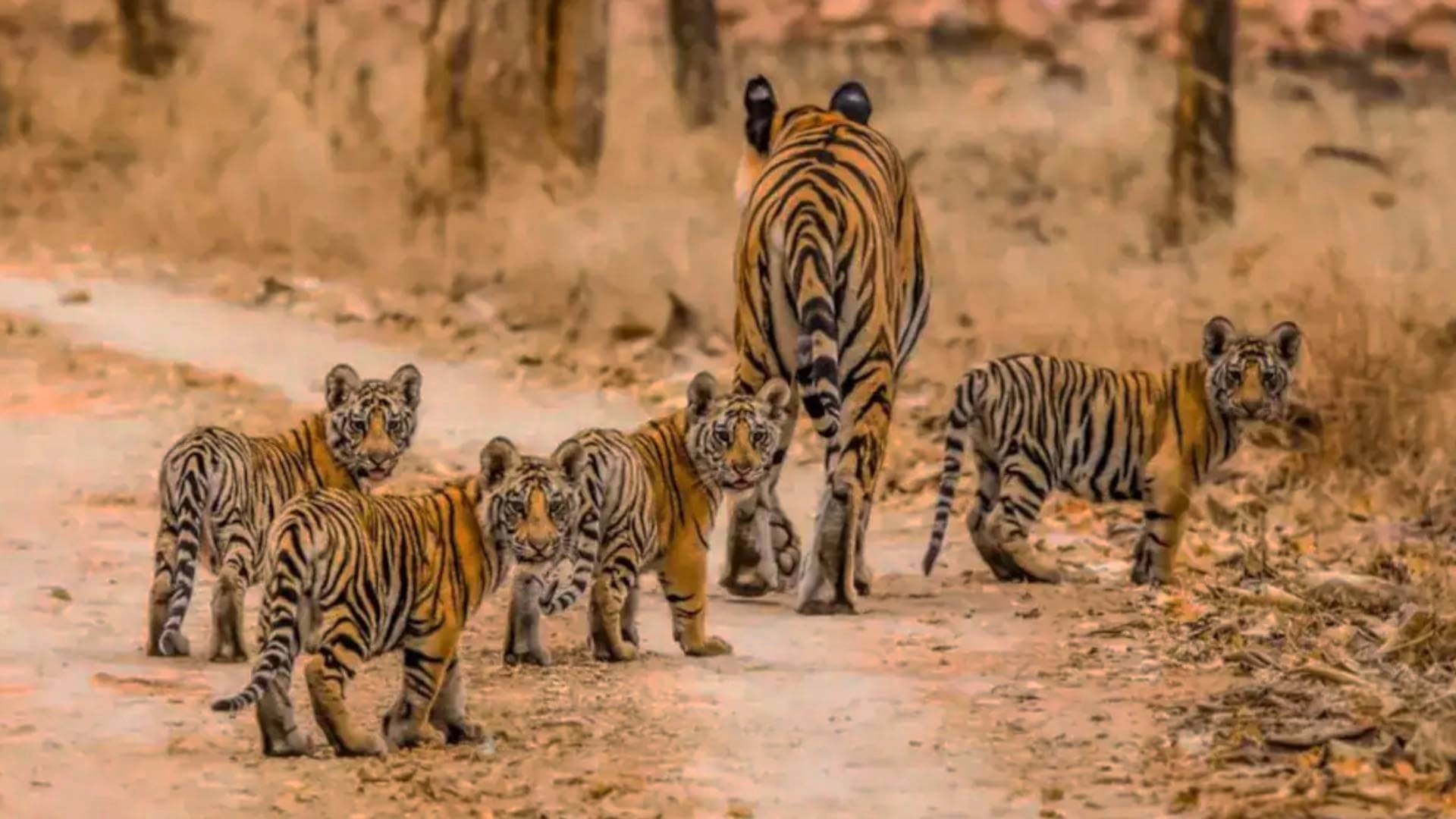 Rare sighting: Majestic tigress spotted with four cubs in Nagarahole - News Karnataka