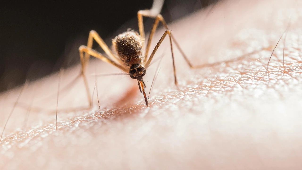 Say goodbye to mosquitoes: 7 foolproof steps for a bite-free summer - News Karnataka