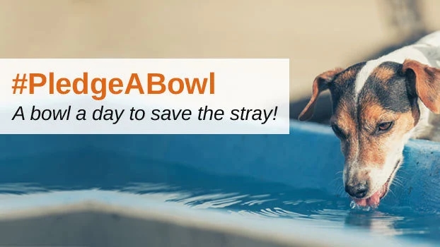 Scorching summer: A city unites to quench thirst of stray animals - News Karnataka