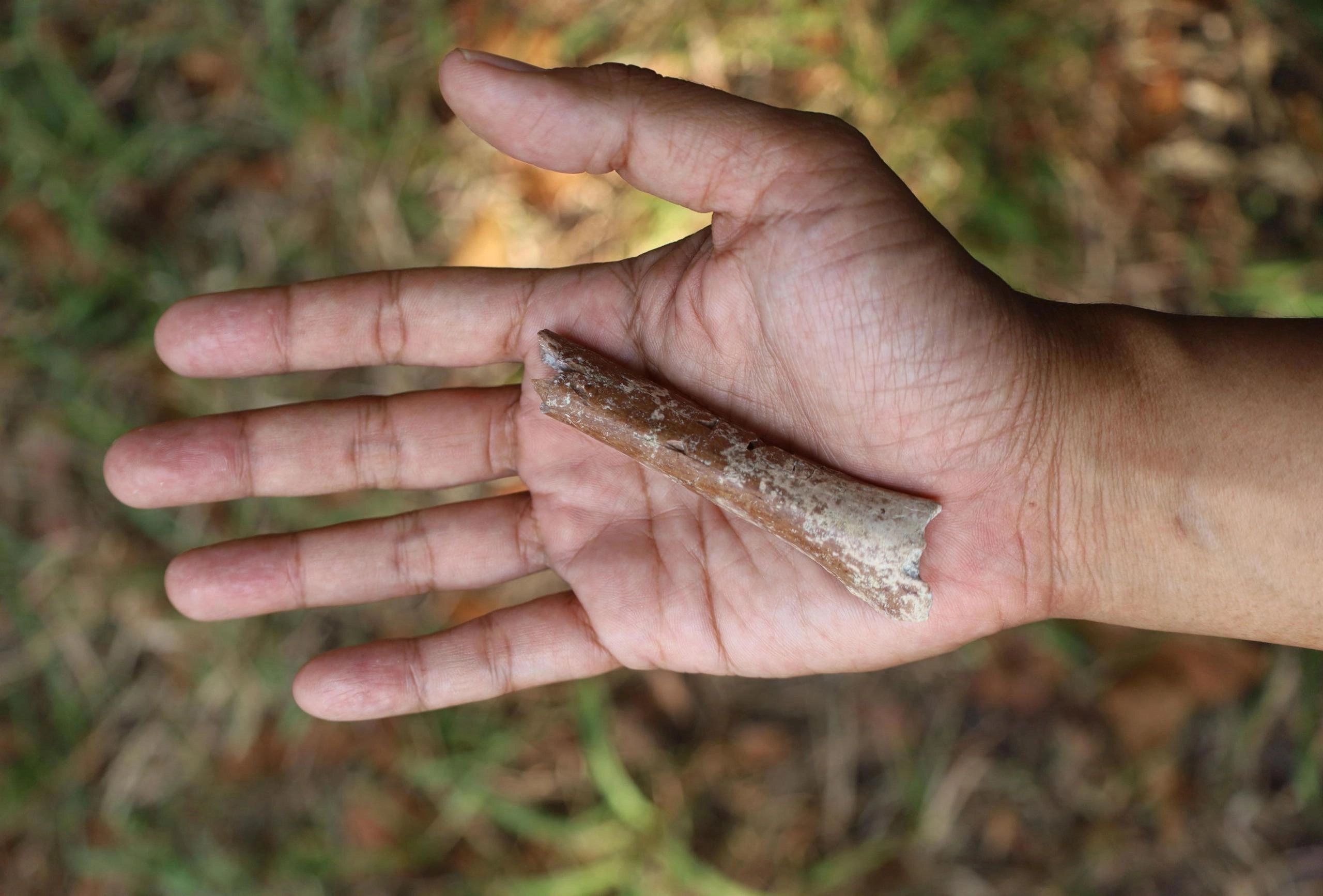 Processed human bones discovered in Mangaluru - News Karnataka