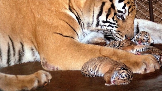 Six new tiger cubs born at Bannerghatta Biological Park - News Karnataka