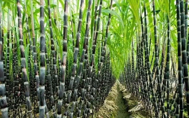 Sugarcane Yield Stagnation in Mandya: Experts Suggest Key Reforms - News Karnataka