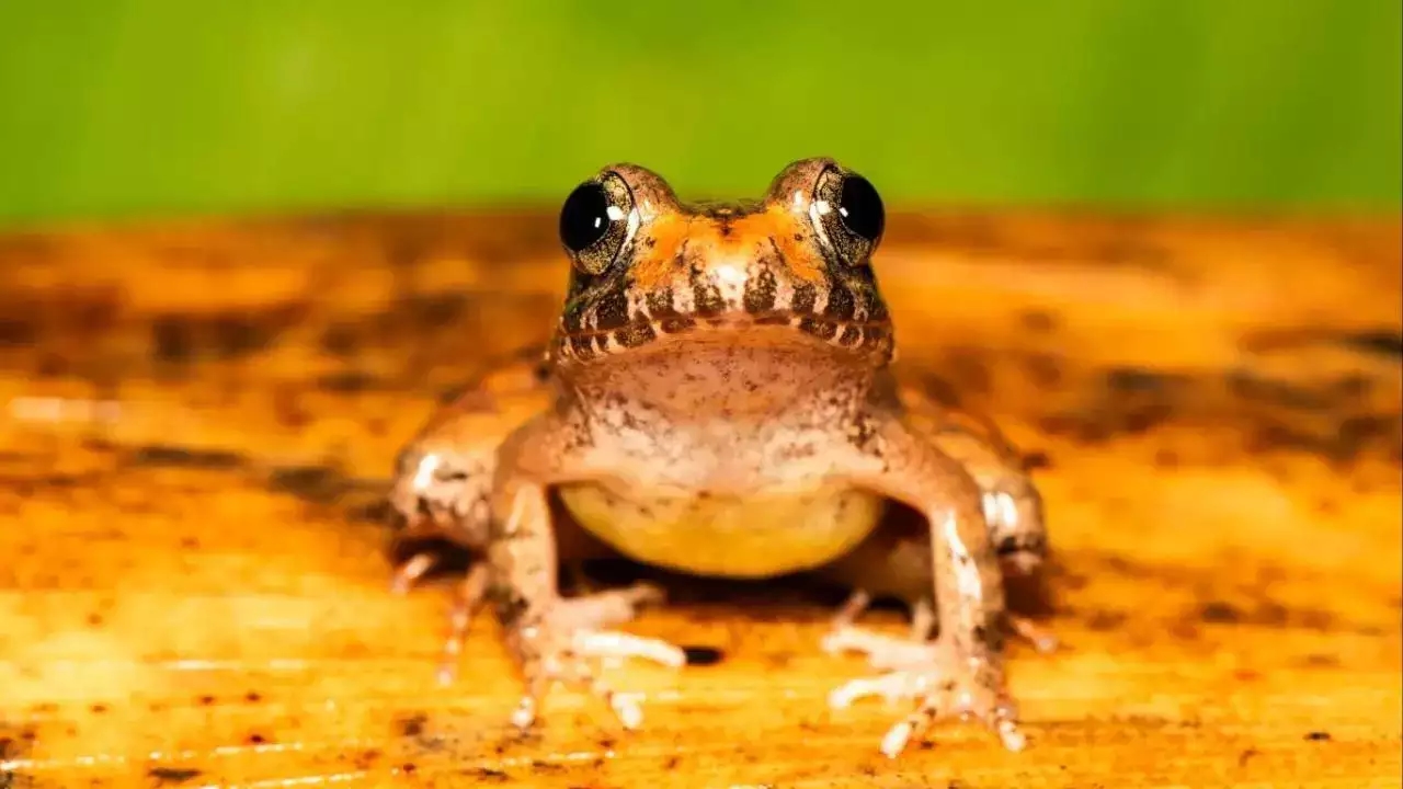 Tiny Meghalaya frog hides eggs underground, waits for rain’s magic touch - News Karnataka
