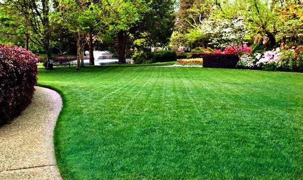 Turn your lawn into a lush green paradise this summer! - News Karnataka