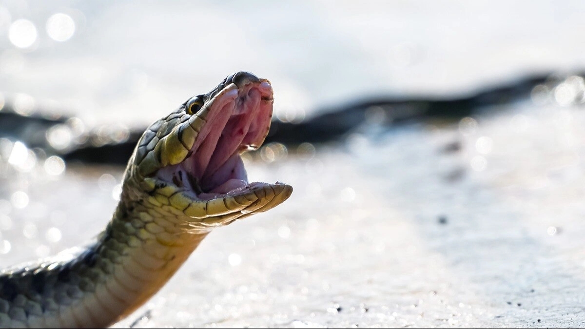 Udupi reports over 3,700 dog bites, 70 snake bites - News Karnataka