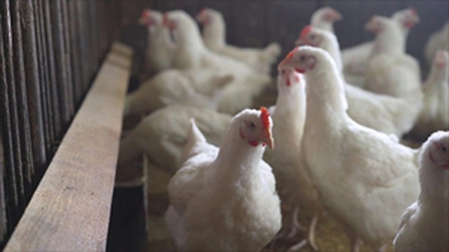 Villagers demand compensation as bird flu culling continues in Chikkaballapur - News Karnataka