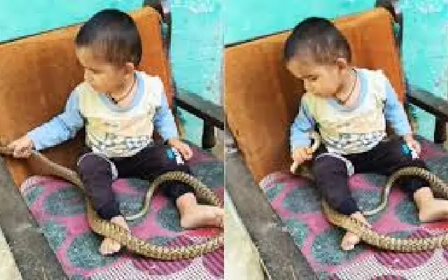 Viral Video Shows Child Playing with Venomous Snake, Sparks Outrage - News Karnataka