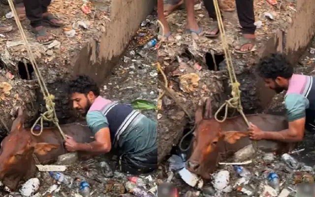 Viral Video of Man Rescuing Cow From Drain Sparks Global Praise and Concern - News Karnataka