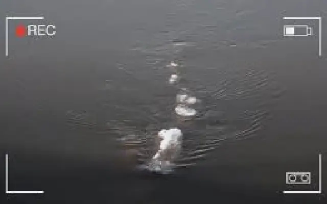 Viral Sea Monster Video: The Truth Behind the Digital Hoax - News Karnataka