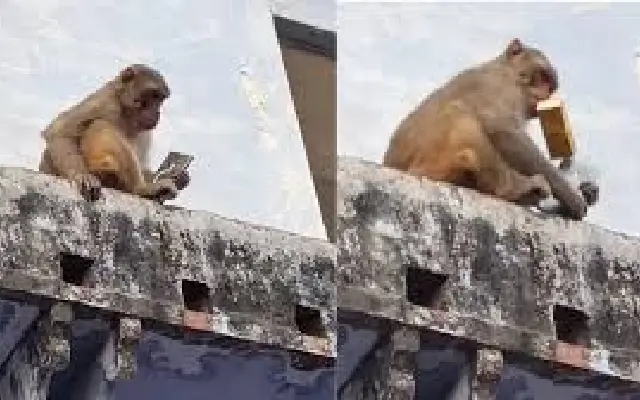 Vrindavan Monkey Mastered the Art of Barter: Swaps Samsung S25 Ultra for Mango Drink - News Karnataka