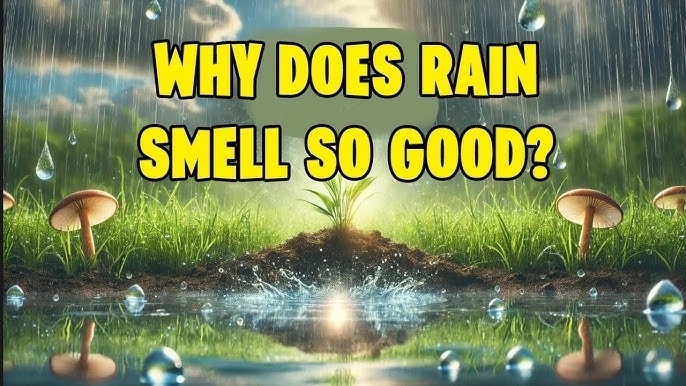 Why rain smells so good: the science of petrichor - News Karnataka