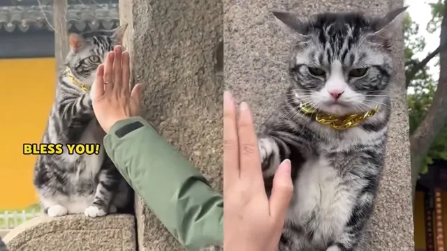 Blessing With a High-Five: The Viral Cat of Xiyuan Temple - News Karnataka
