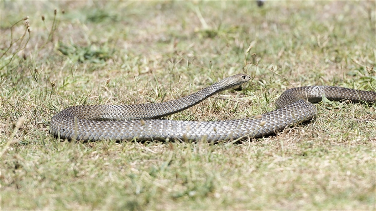 Children's Disturbing Play with Dead Snake in Australia Sparks Investigation - News Karnataka