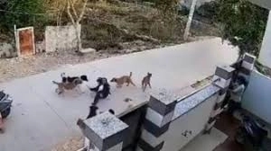 18-Year-Old Girl Attacked by Stray Dogs in Alwar, Rajasthan - News Karnataka