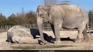 Elephant Mourning Her Longtime Companion’s Death After 25 Years Together - News Karnataka
