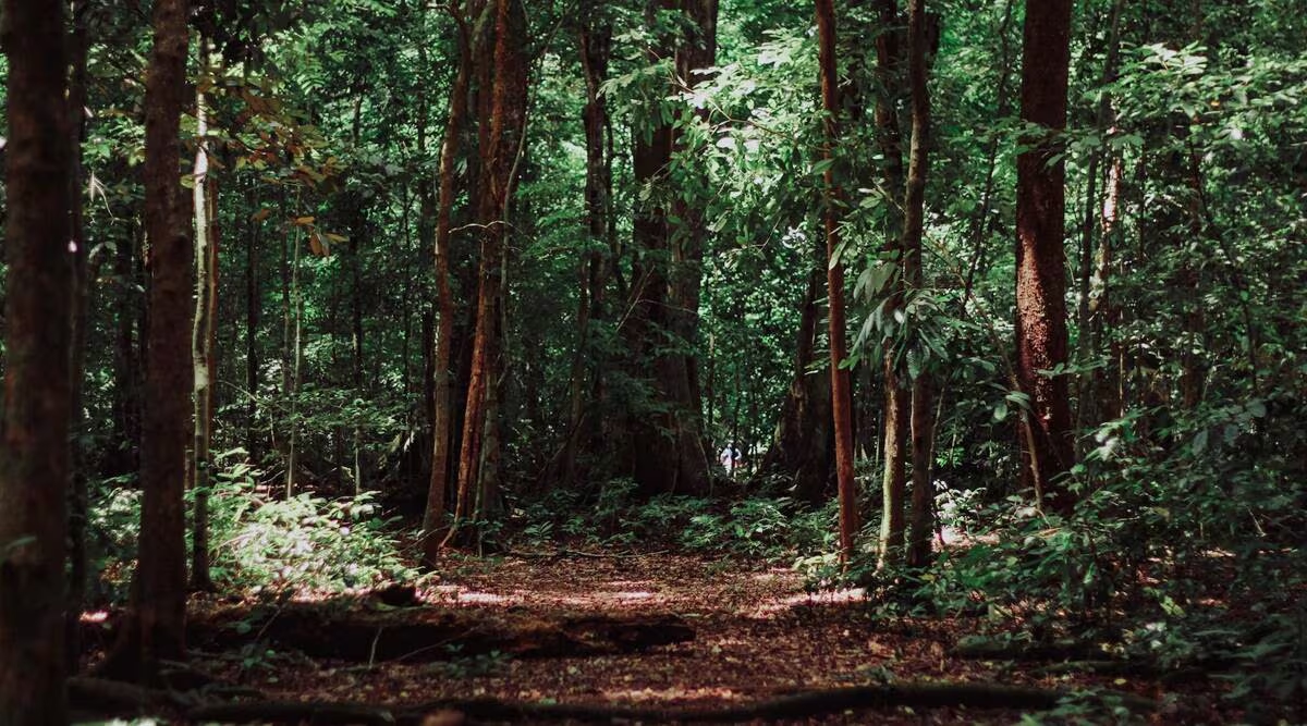 Teak forests of Shivamogga face rising threat from smugglers, caught in crossfire - News Karnataka