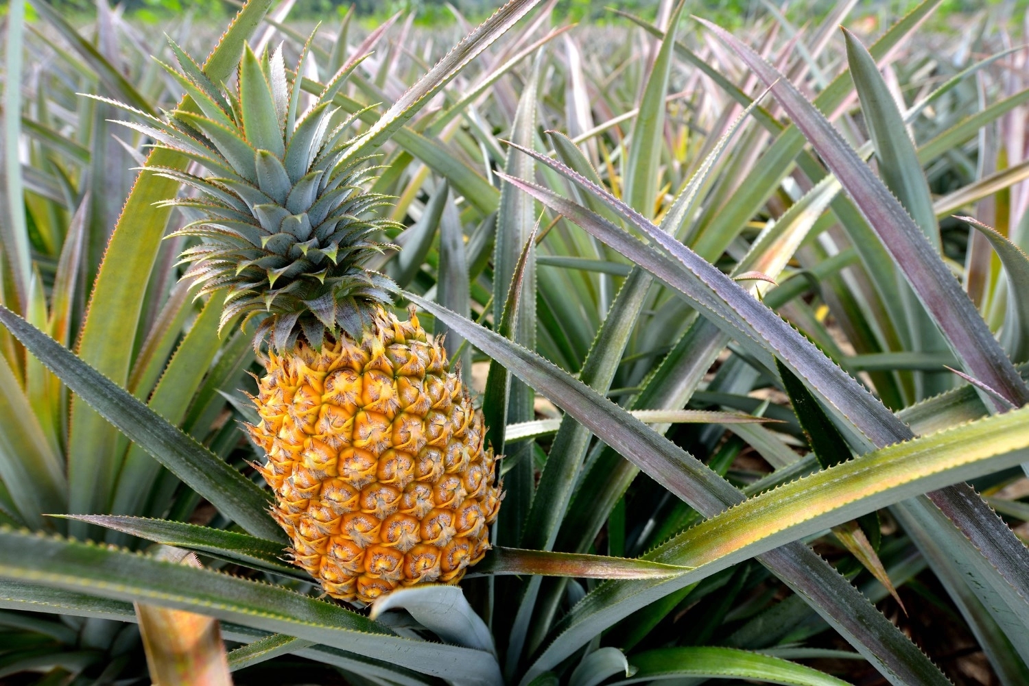 A sweet revolution is ripening on Ajay Noronha’s pineapple farm - News Karnataka
