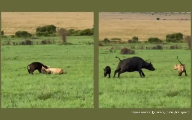 Buffalo Herd's Brave Stand Leaves Lions Stunned in Viral Maasai Mara Video - News Karnataka