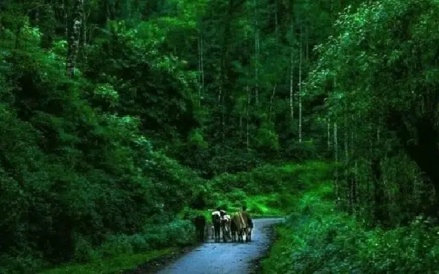 Anand Mahindra Shares Stunning Snapshot of Hidden Rainforest in Chikkamagaluru - News Karnataka