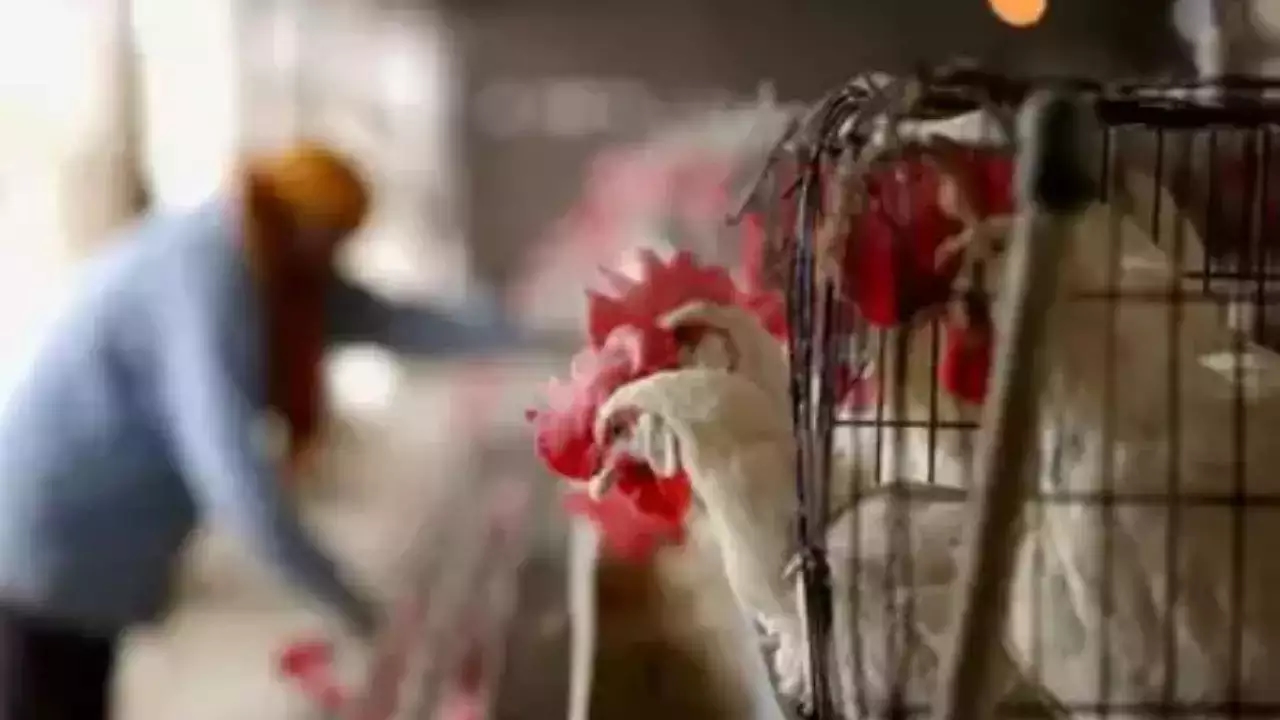 Andhra reports first human death from bird flu as toddler succumbs to H5N1 - News Karnataka