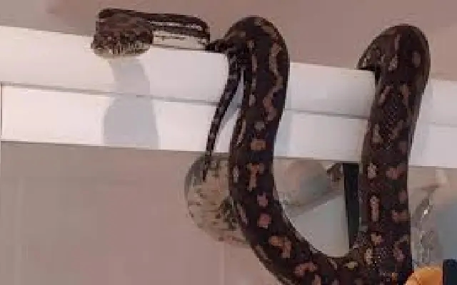 Bathtub with a Python? This Viral Video Has the Internet Hissing in Shock - News Karnataka
