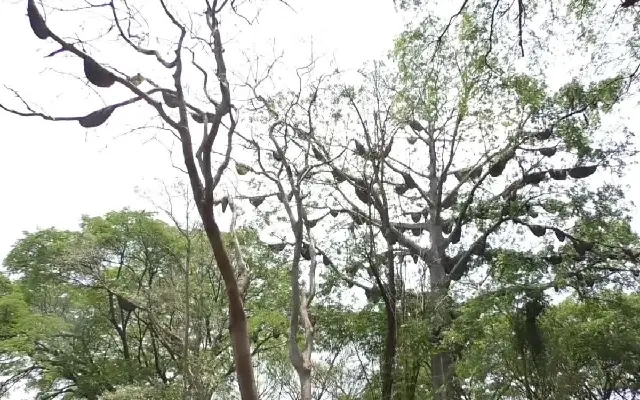 The Buzz Beneath the Canopy: Mysuru’s Migrating Bee Miracle - News Karnataka