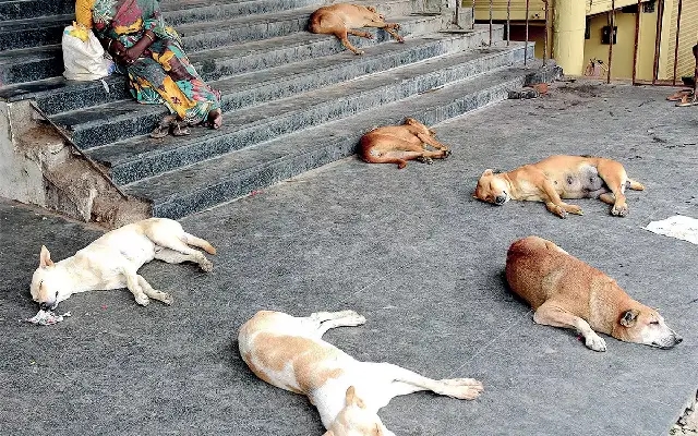 Bengaluru NGOs Urge Public to Help Animals Beat the Heat Amid Surge in Distress Calls - News Karnataka