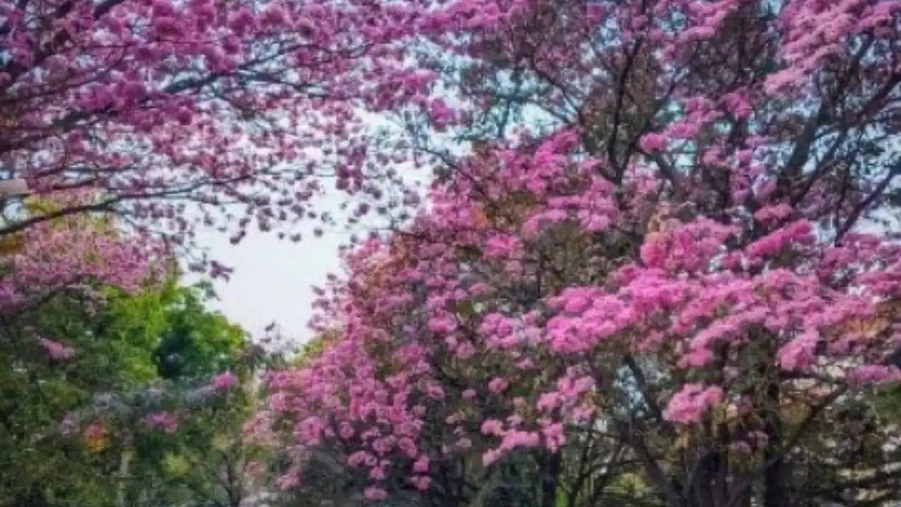 Bengaluru bursts into bloom, but experts urge science over spectacle - News Karnataka