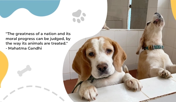 Apply now for District Animal Welfare Society membership in Bengaluru! - News Karnataka