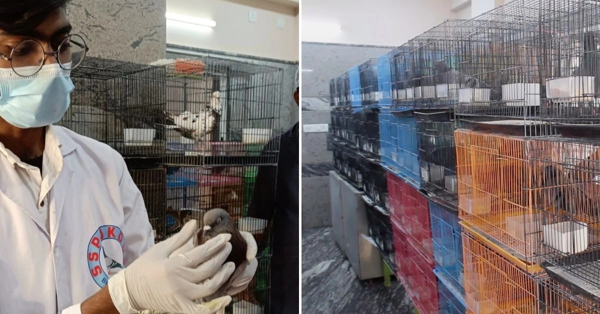 Bengaluru's unique pigeon rehabilitation centre cares for over a lakh birds - News Karnataka