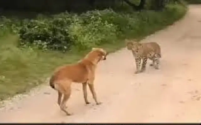 Brave Dog Sends Leopard Running in Hilarious Viral Showdown! - News Karnataka