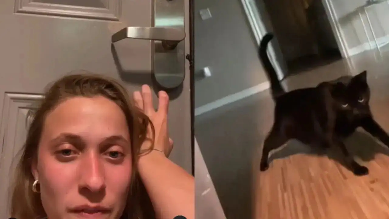 Cat turns locksmith: viral video stuns internet, sparks disbelief - News Karnataka
