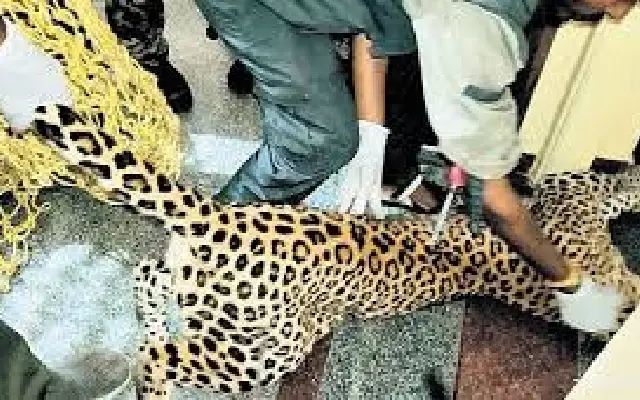 Couple's Quick Thinking Helps Forest Officials Safely Rescue Leopard in Jigani - News Karnataka
